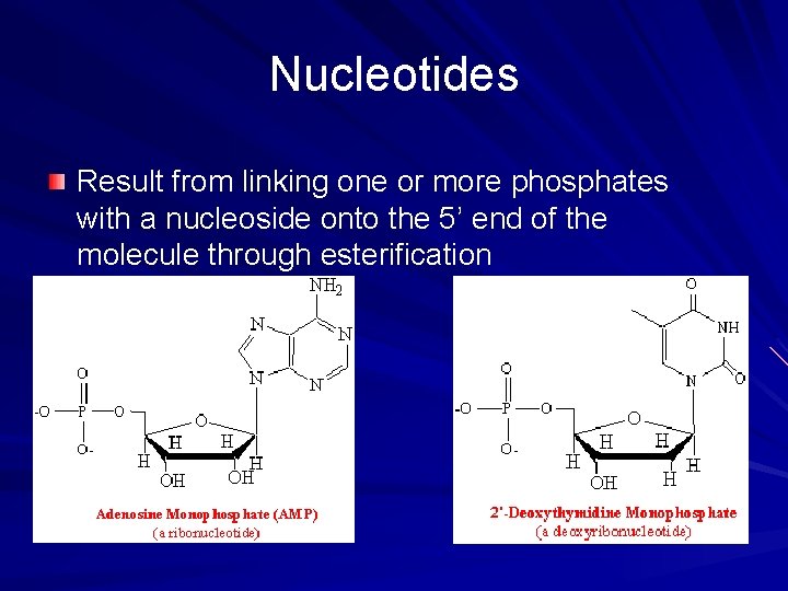 Nucleotides Result from linking one or more phosphates with a nucleoside onto the 5’