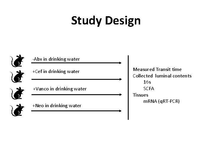 Study Design -Abx in drinking water +Cef in drinking water +Vanco in drinking water