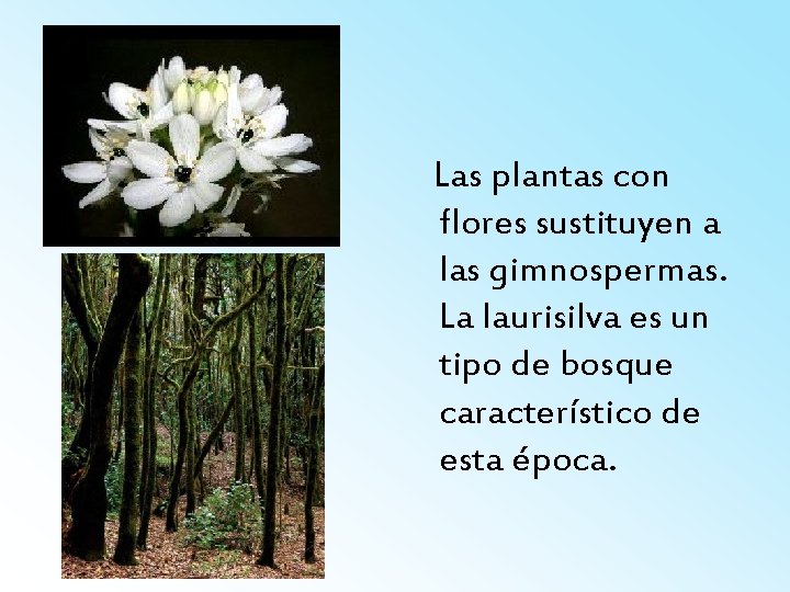 Las plantas con flores sustituyen a las gimnospermas. La laurisilva es un tipo de