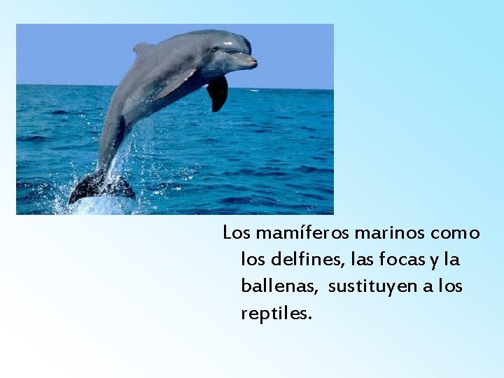 Los mamíferos marinos como los delfines, las focas y la ballenas, sustituyen a los