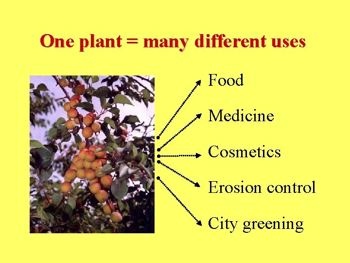 One plant = many different uses Food Medicine Cosmetics Erosion control City greening 