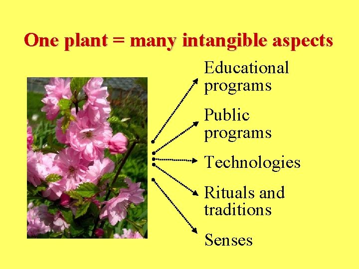 One plant = many intangible aspects Educational programs Public programs Technologies Rituals and traditions