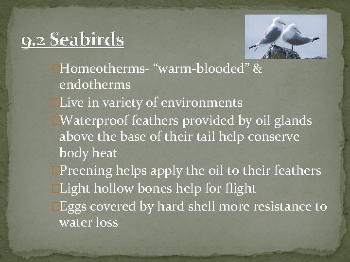 9. 2 Seabirds �Homeotherms- “warm-blooded” & endotherms �Live in variety of environments �Waterproof feathers