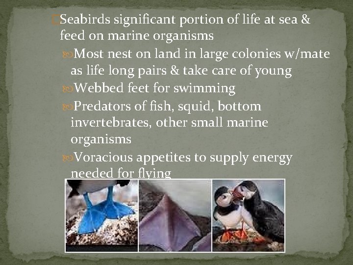 �Seabirds significant portion of life at sea & feed on marine organisms Most nest