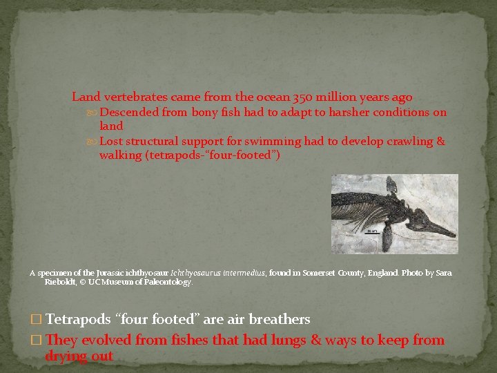 Land vertebrates came from the ocean 350 million years ago Descended from bony fish