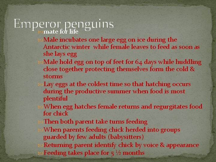 Emperor penguins mate for life Male incubates one large egg on ice during the