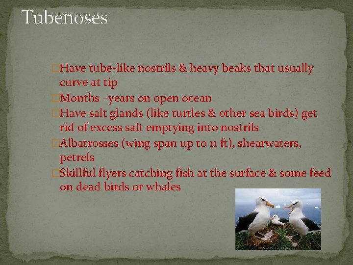 Tubenoses �Have tube-like nostrils & heavy beaks that usually curve at tip �Months –years