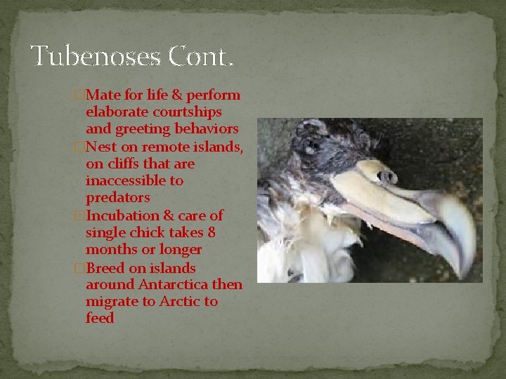 Tubenoses Cont. �Mate for life & perform elaborate courtships and greeting behaviors �Nest on