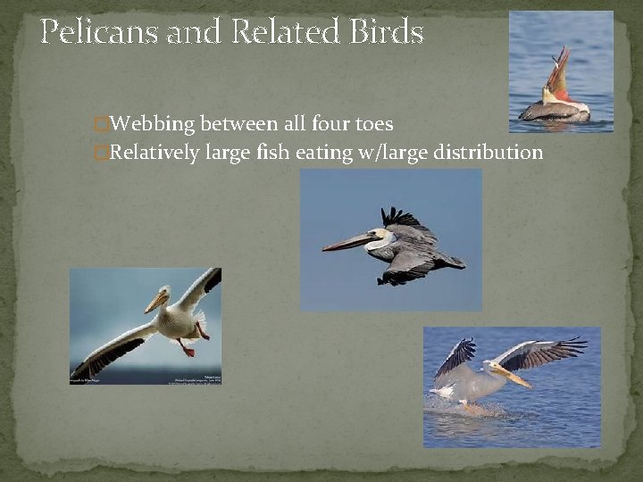 Pelicans and Related Birds �Webbing between all four toes �Relatively large fish eating w/large