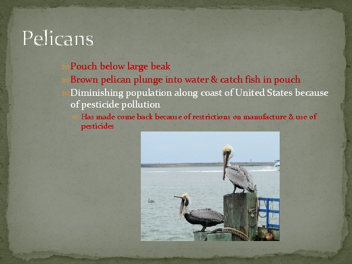 Pelicans Pouch below large beak Brown pelican plunge into water & catch fish in