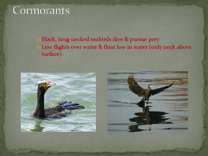 Cormorants Black, long-necked seabirds dive & pursue prey Low flights over water & float