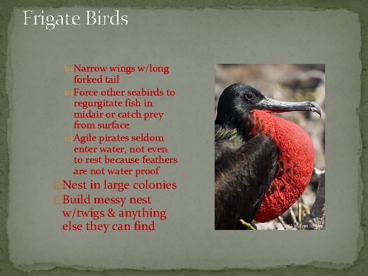 Frigate Birds Narrow wings w/long forked tail Force other seabirds to regurgitate fish in