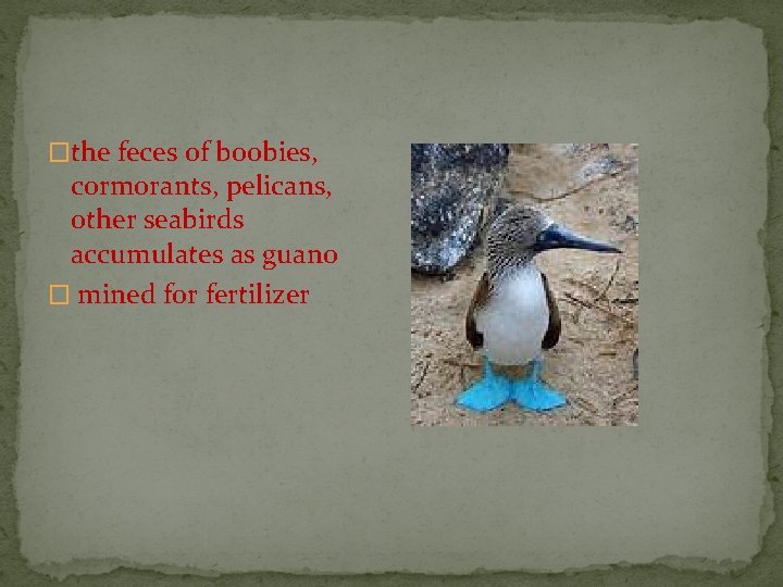 �the feces of boobies, cormorants, pelicans, other seabirds accumulates as guano � mined for