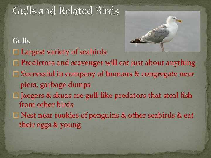 Gulls and Related Birds Gulls � Largest variety of seabirds � Predictors and scavenger
