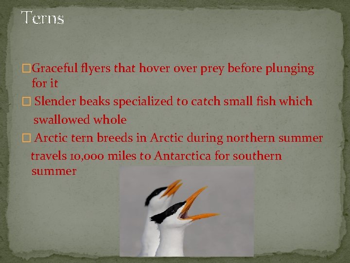 Terns �Graceful flyers that hover prey before plunging for it � Slender beaks specialized