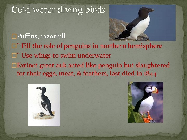 Cold water diving birds �Puffins, razorbill �¨ Fill the role of penguins in northern