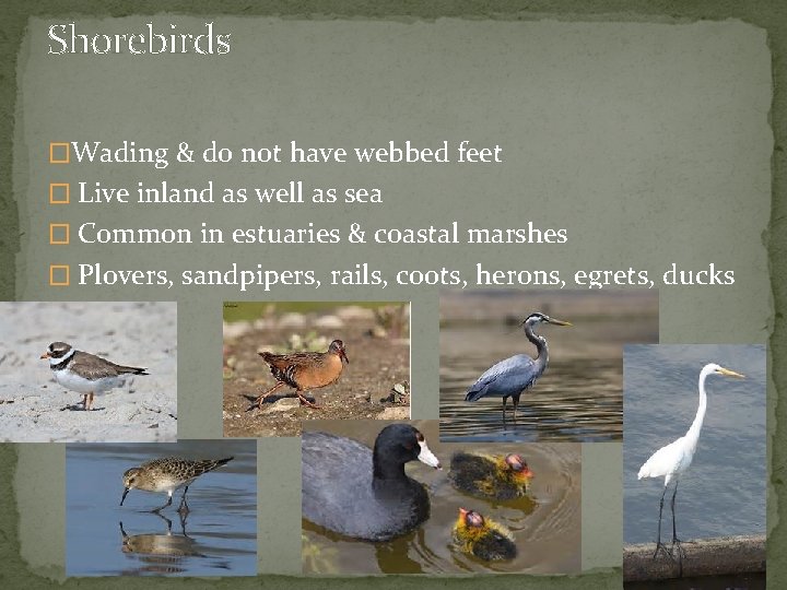 Shorebirds �Wading & do not have webbed feet � Live inland as well as