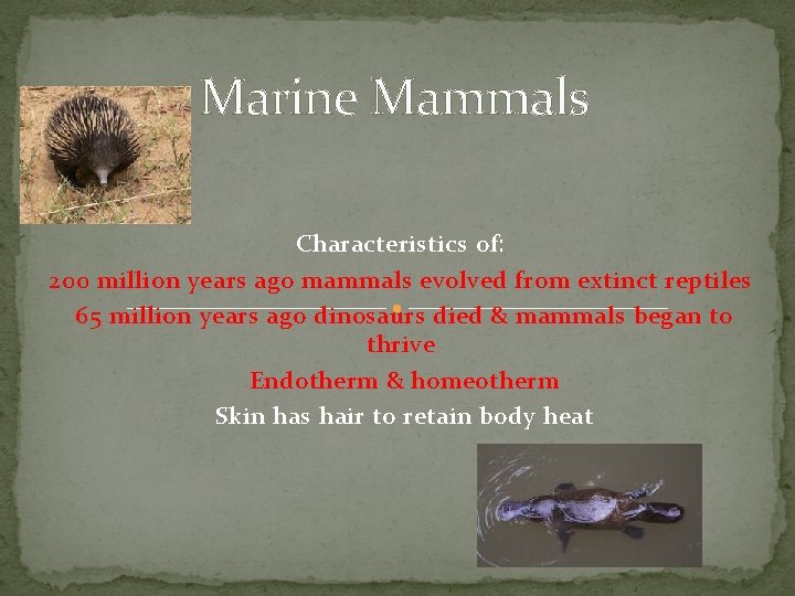 Marine Mammals Characteristics of: 200 million years ago mammals evolved from extinct reptiles 65