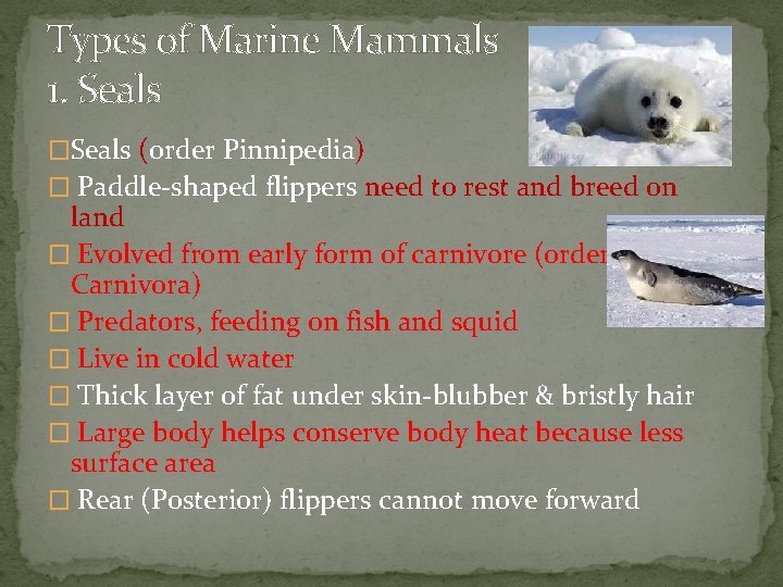 Types of Marine Mammals 1. Seals �Seals (order Pinnipedia) � Paddle-shaped flippers need to