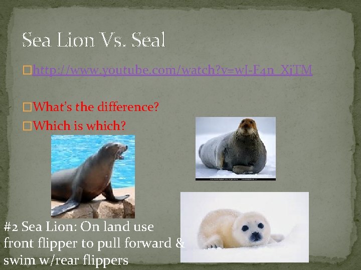 Sea Lion Vs. Seal �http: //www. youtube. com/watch? v=w. J-F 4 n_Xj. TM �What’s