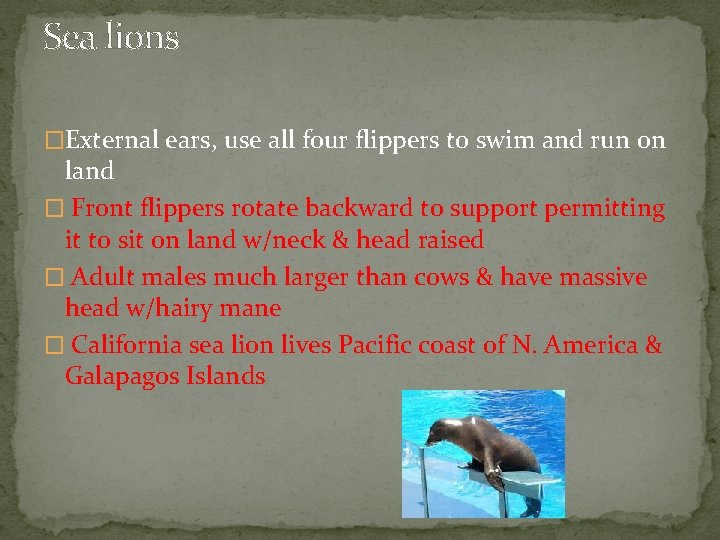 Sea lions �External ears, use all four flippers to swim and run on land