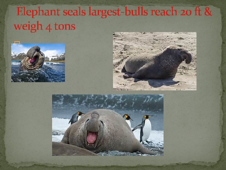 Elephant seals largest-bulls reach 20 ft & weigh 4 tons � 