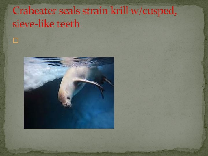 Crabeater seals strain krill w/cusped, sieve-like teeth � 