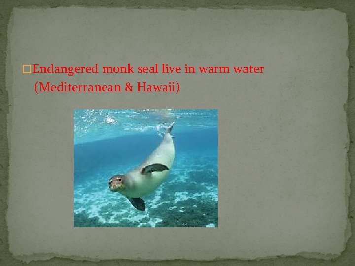 �Endangered monk seal live in warm water (Mediterranean & Hawaii) 