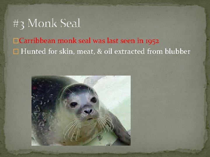 #3 Monk Seal �Carribbean monk seal was last seen in 1952 � Hunted for