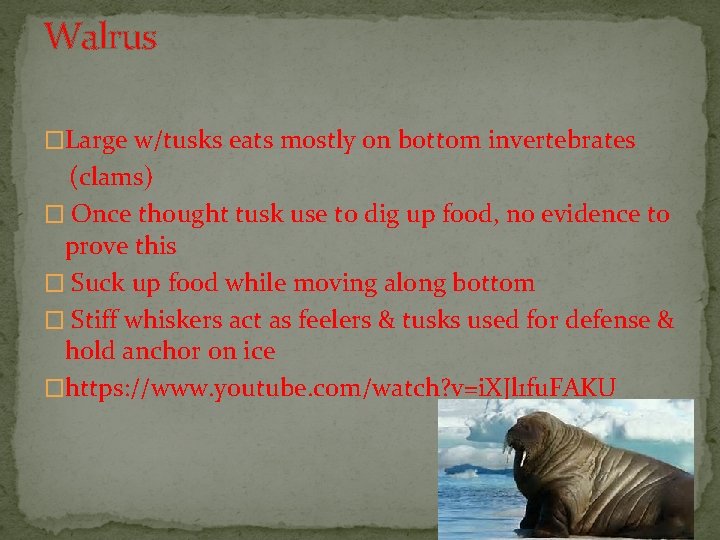 Walrus �Large w/tusks eats mostly on bottom invertebrates (clams) � Once thought tusk use