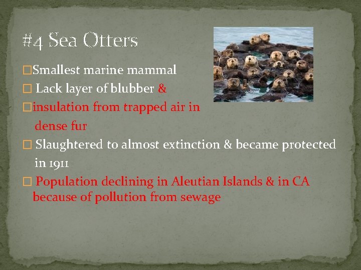 #4 Sea Otters �Smallest marine mammal � Lack layer of blubber & �insulation from