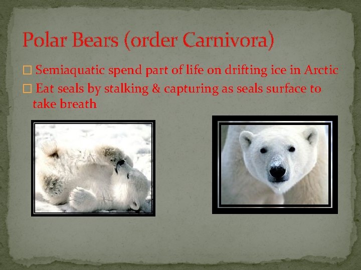 Polar Bears (order Carnivora) � Semiaquatic spend part of life on drifting ice in