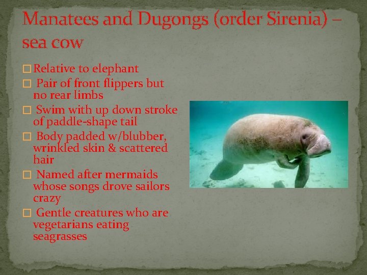 Manatees and Dugongs (order Sirenia) – sea cow � Relative to elephant � Pair