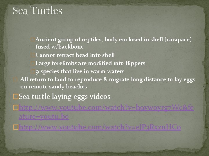 Sea Turtles �Ancient group of reptiles, body enclosed in shell (carapace) fused w/backbone �Cannot