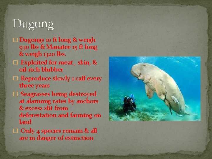 Dugong � Dugongs 10 ft long & weigh 930 lbs & Manatee 15 ft