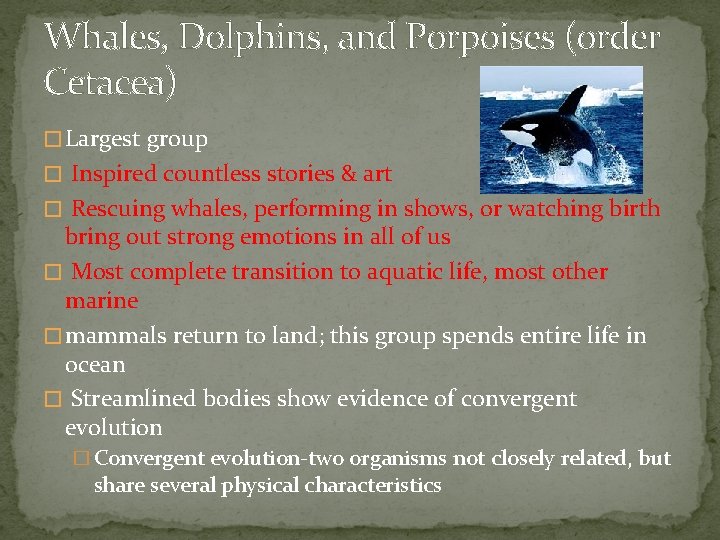 Whales, Dolphins, and Porpoises (order Cetacea) � Largest group � Inspired countless stories &