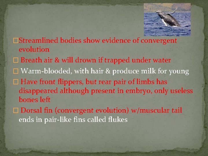 �Streamlined bodies show evidence of convergent evolution � Breath air & will drown if