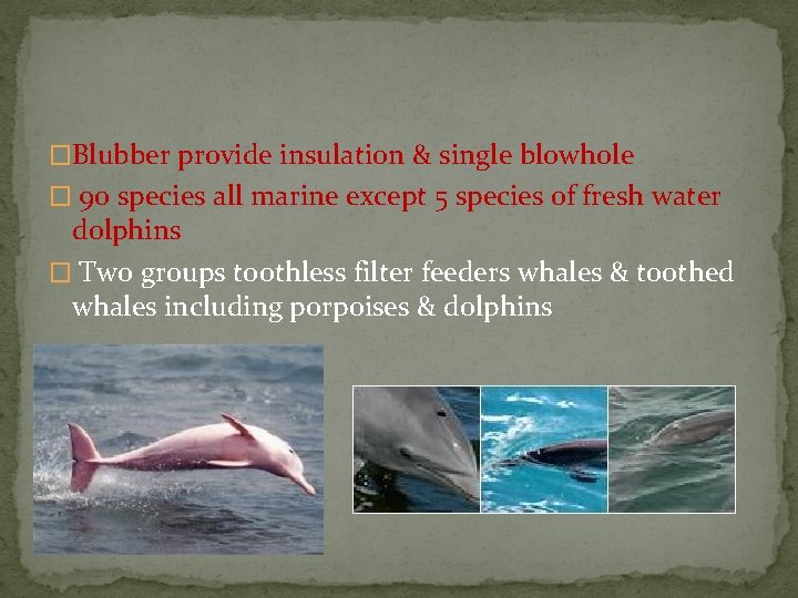 �Blubber provide insulation & single blowhole � 90 species all marine except 5 species
