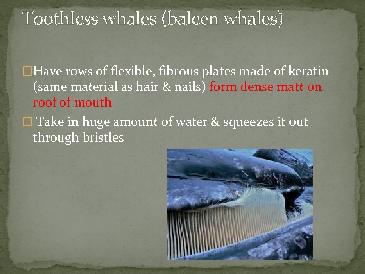 Toothless whales (baleen whales) �Have rows of flexible, fibrous plates made of keratin (same