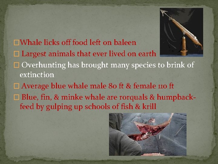 �Whale licks off food left on baleen � Largest animals that ever lived on