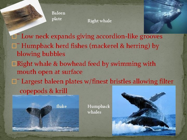 Baleen plate Right whale �¨ Low neck expands giving accordion-like grooves �¨ Humpback herd