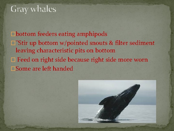Gray whales �bottom feeders eating amphipods �¨Stir up bottom w/pointed snouts & filter sediment