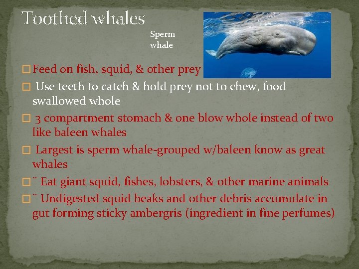 Toothed whales Sperm whale � Feed on fish, squid, & other prey � Use