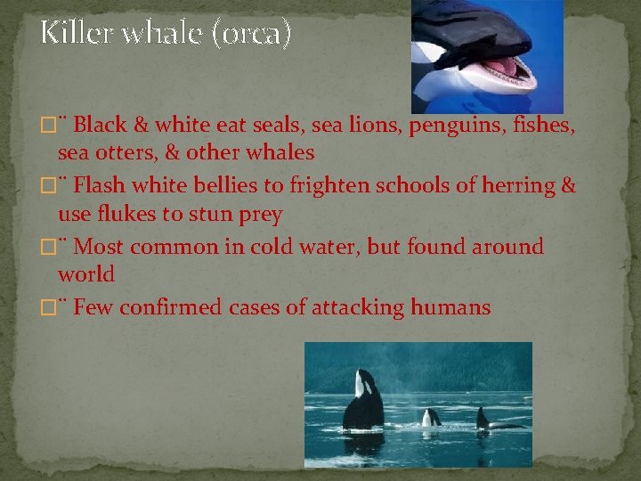Killer whale (orca) �¨ Black & white eat seals, sea lions, penguins, fishes, sea