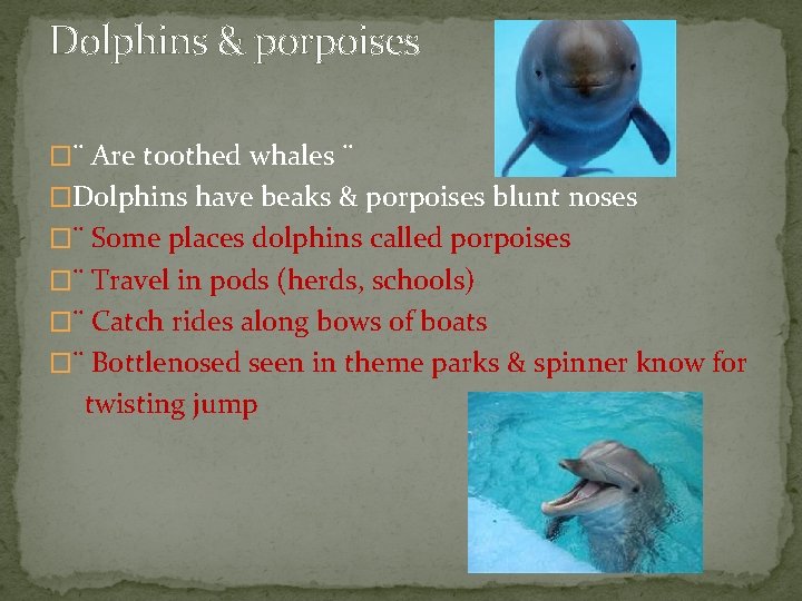 Dolphins & porpoises �¨ Are toothed whales ¨ �Dolphins have beaks & porpoises blunt