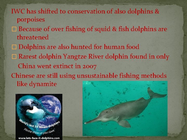 IWC has shifted to conservation of also dolphins & porpoises � Because of over