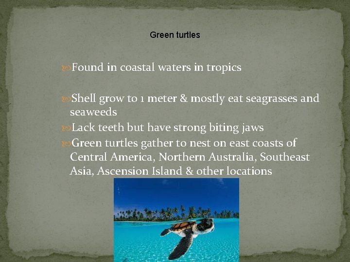 Green turtles Found in coastal waters in tropics Shell grow to 1 meter &