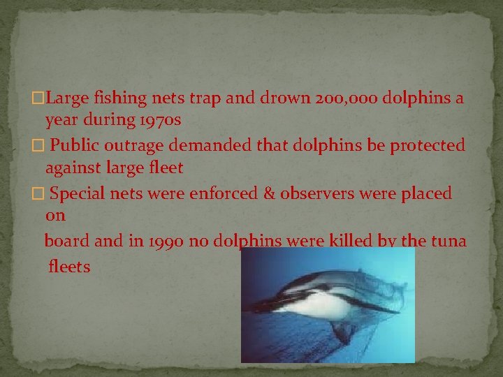 �Large fishing nets trap and drown 200, 000 dolphins a year during 1970 s
