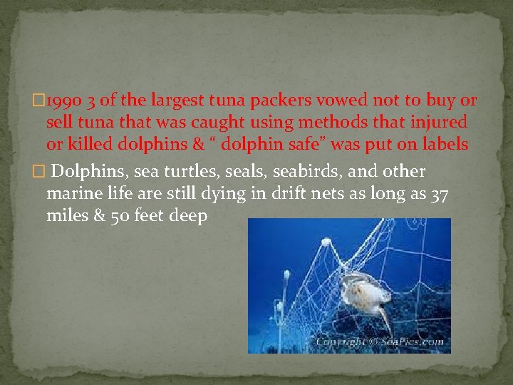 � 1990 3 of the largest tuna packers vowed not to buy or sell