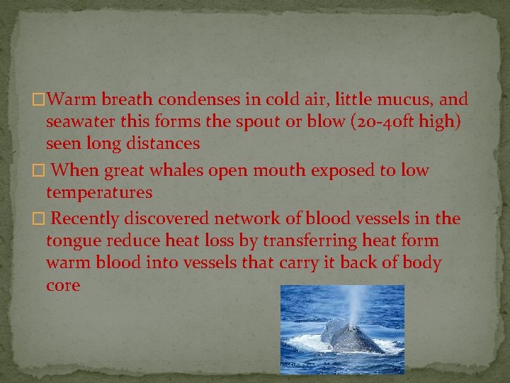 �Warm breath condenses in cold air, little mucus, and seawater this forms the spout